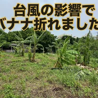 画像274