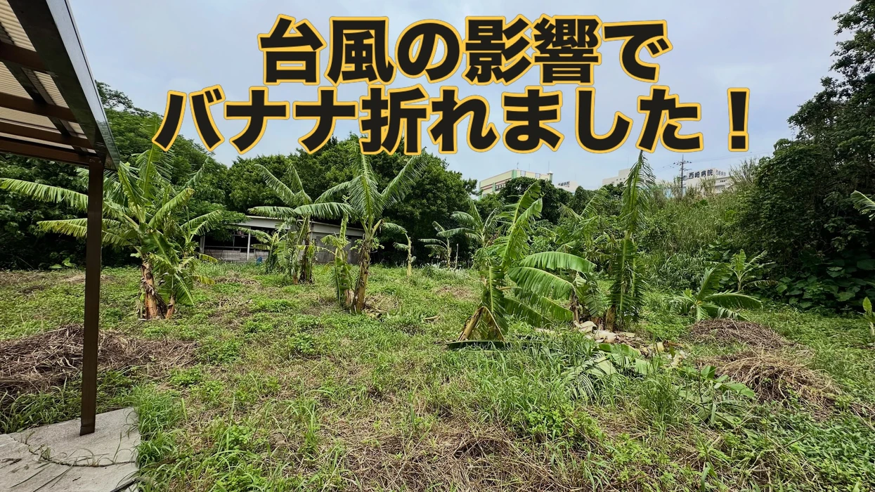 画像274