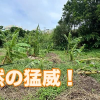 画像275